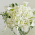white-bouquet thumbnail